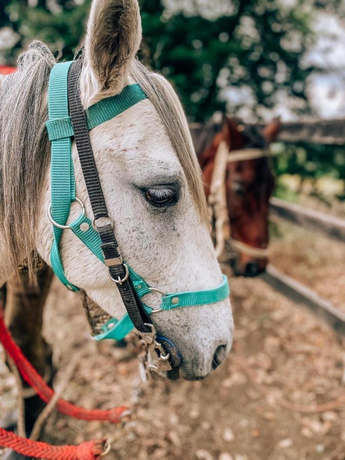 glamping rustiko Vandrehjem Salento Eksteriør billede